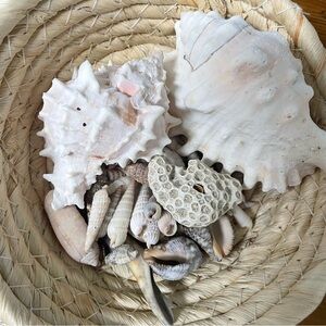 Assorted Seashell Collection. Everything shown in the pictures. Seashell lot